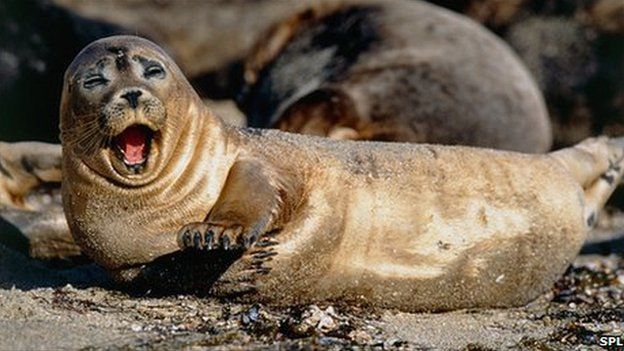 _75856076_harbour_seal-spl.jpg