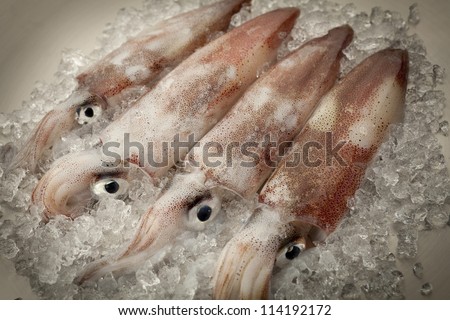 stock-photo-four-squid-on-ice-loligo-vulgaris-114192172.jpg