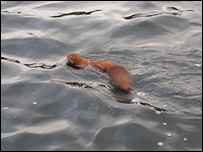 _44241709_squirrelswims203.jpg