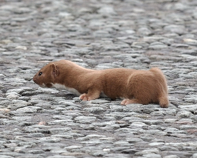 baby%20stoat-L.jpg