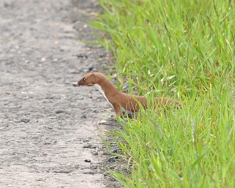 Stoat-L.jpg