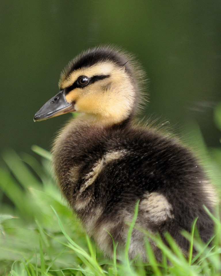 Duckling%201-X2.jpg