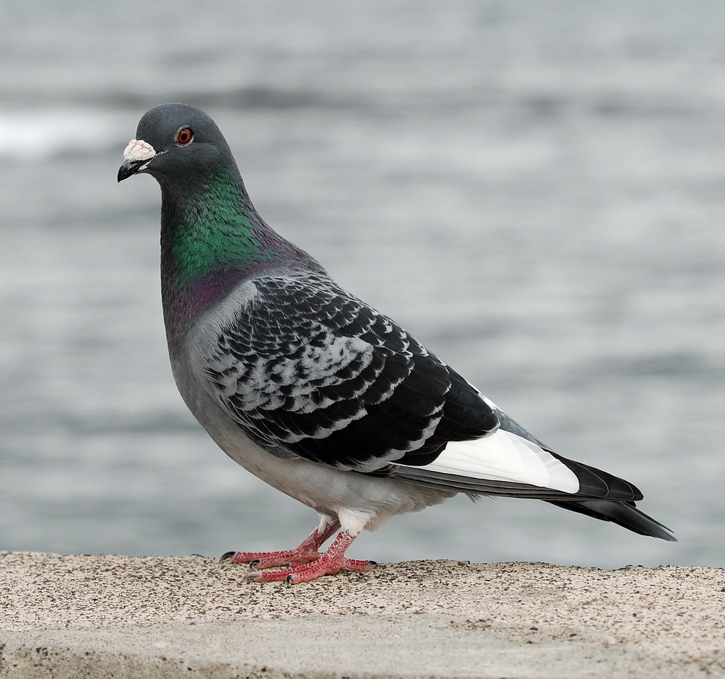 Pigeon-X2.jpg