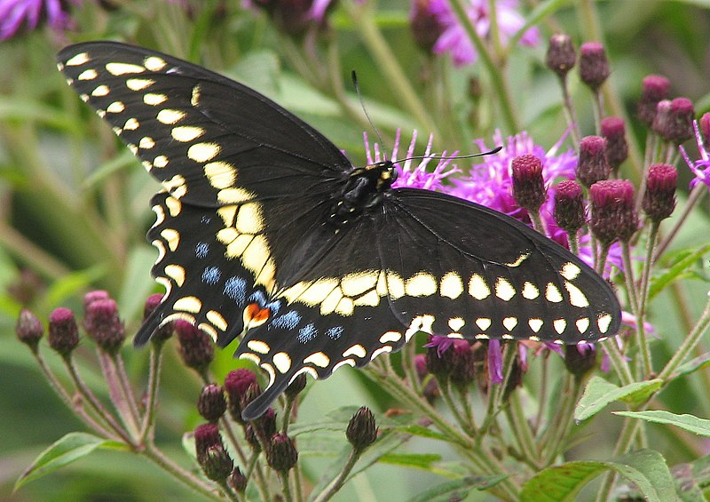 800px-Black_Swallowtail_Papilio_polyxenes_1700px.jpg