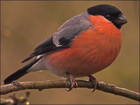 bullfinch_m_470x353.jpg