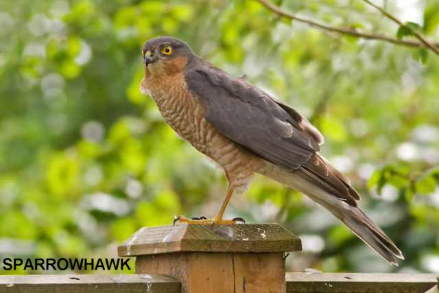 Sparrowhawk.jpg