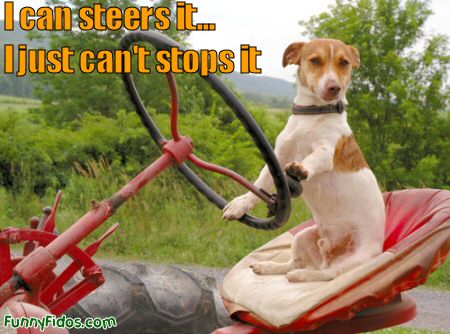 funny-dog-i-can-steers-it.jpg