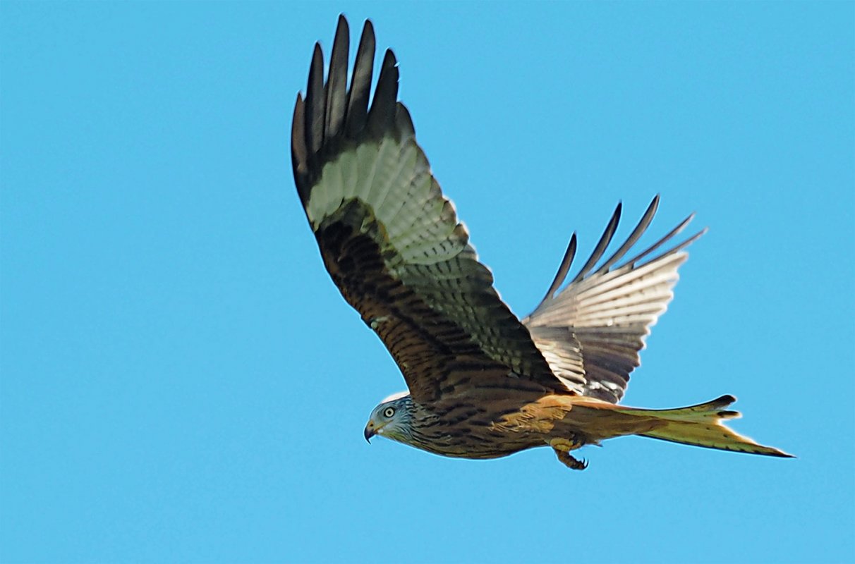 redkite-jpg.53650