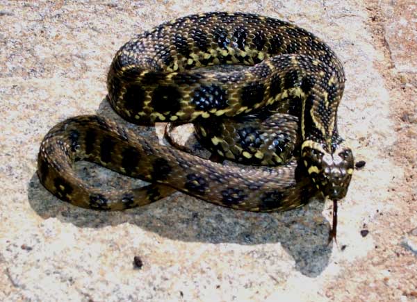 Photo.Viperine-snake.Natrix-Maura.Couleuvre-vip%C3%A9rine.France.RM....jpg