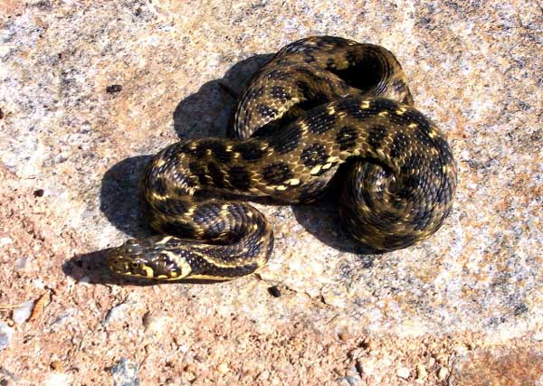 Photo.Viperine-snake.Natrix-Maura.Couleuvre-vip%C3%A9rine.France.RM...jpg