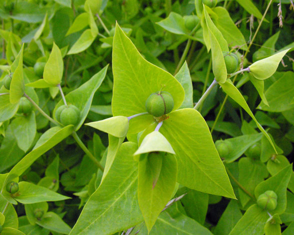 euphorbia_lathyris_caper_spurge.jpg