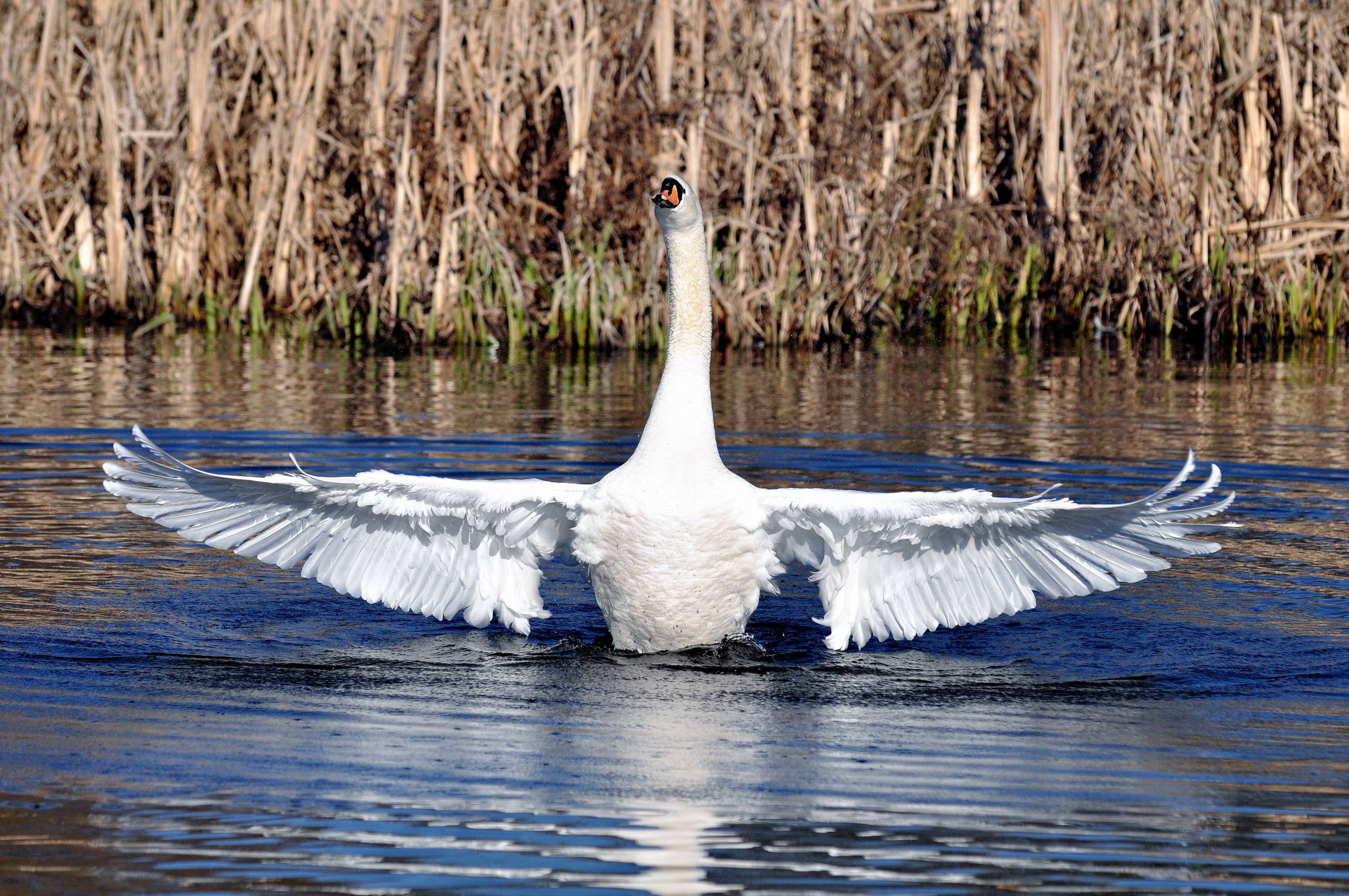 Swan%204.jpg