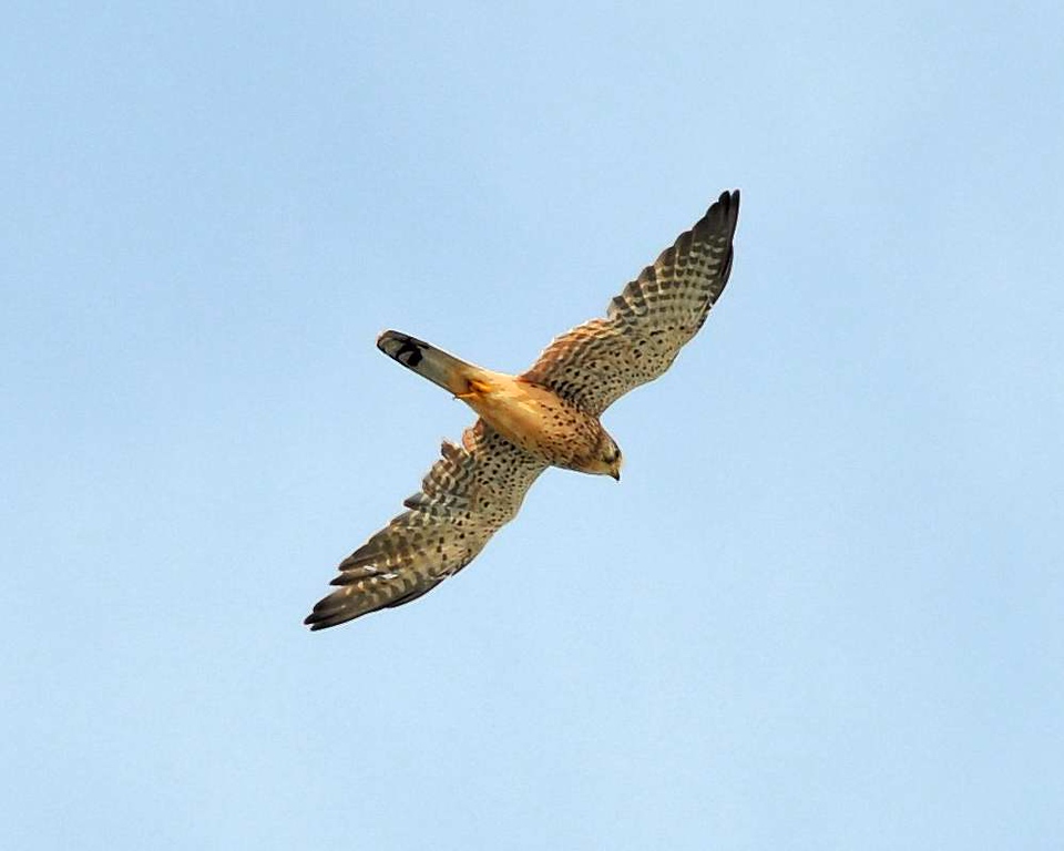 kestrel%201-XL.jpg