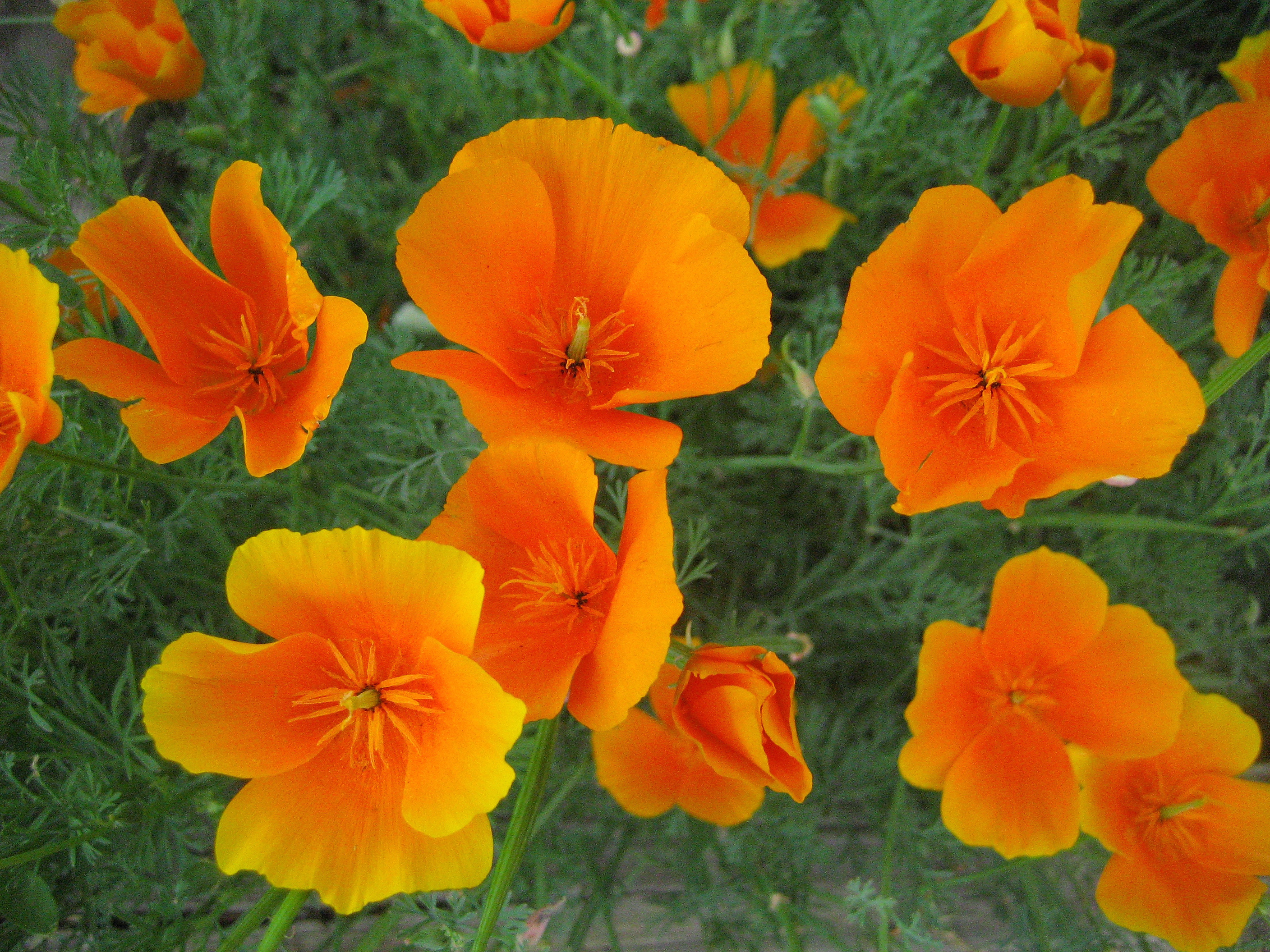 California_poppy_(Eschscholzia_californica)_-_22.jpg