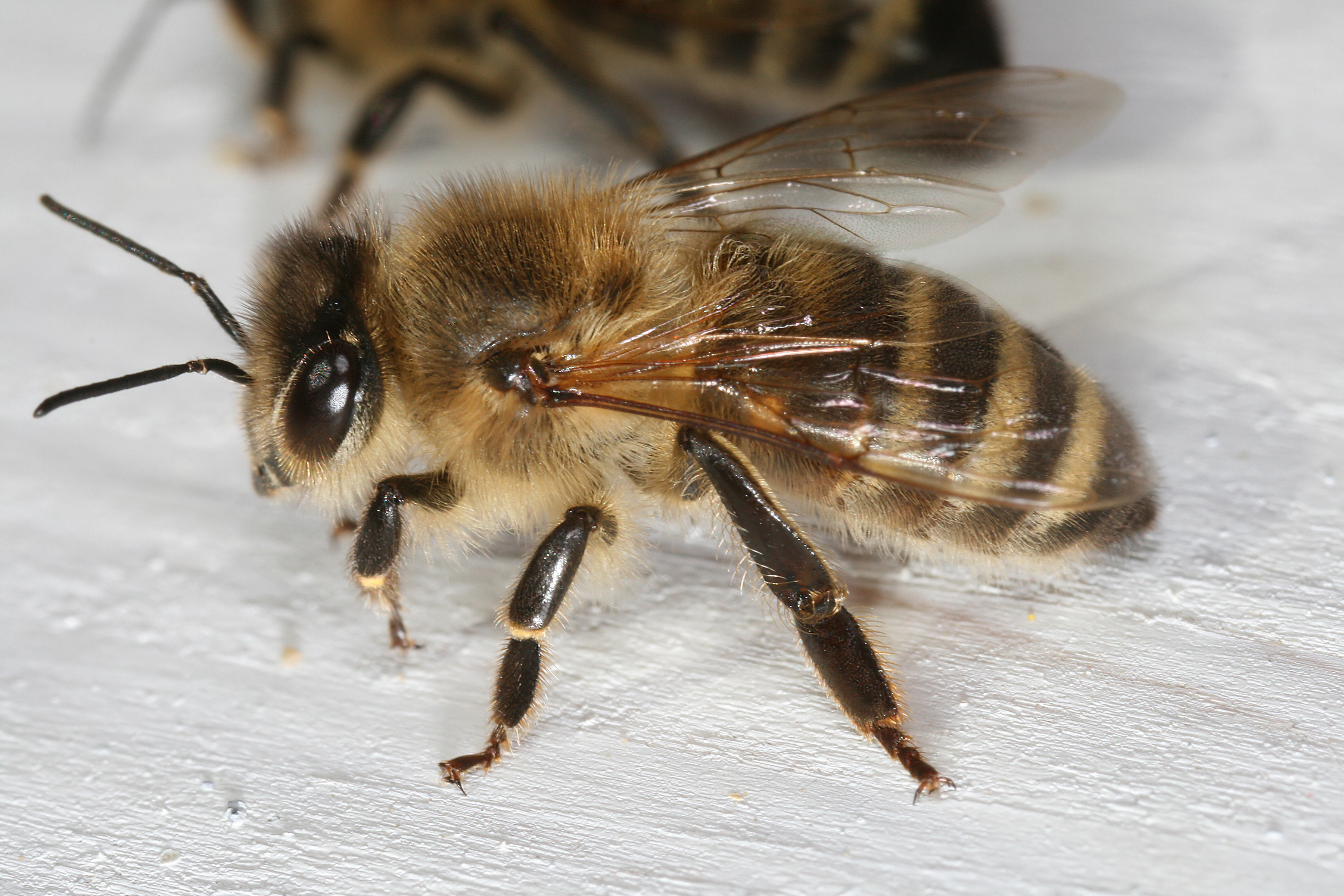 Apis_mellifera_carnica_worker_hive_entrance_2.jpg