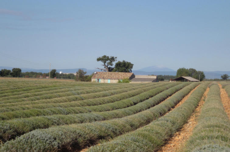 IMG_0434__Lavender_fields_and_in_the_distance__Mt_Ventoux_wi