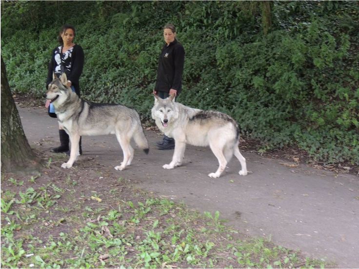 0f584777507357efae8b6faf7a8b491a--wolf-hybrids-large-dog-breeds.jpg