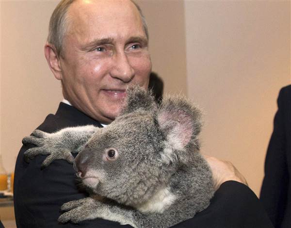 141115-putin-koala-mn-1130_d073bb3fdbe2c4fc71724711a3872703.nbcnews-ux-600-480.jpg