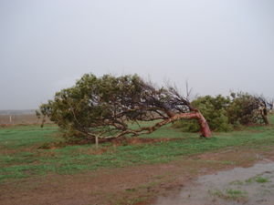 1489685-The-famous-bent-trees-of-Geraldton-0.jpg