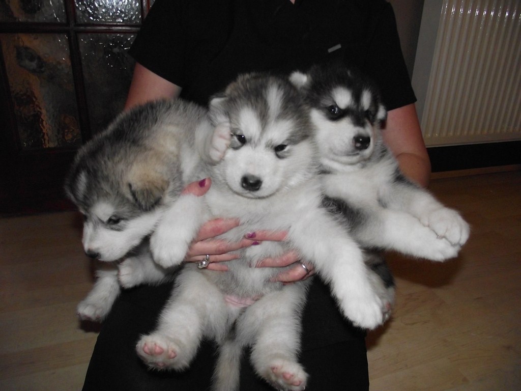 2013.03.03.six weeks old pups.jpg