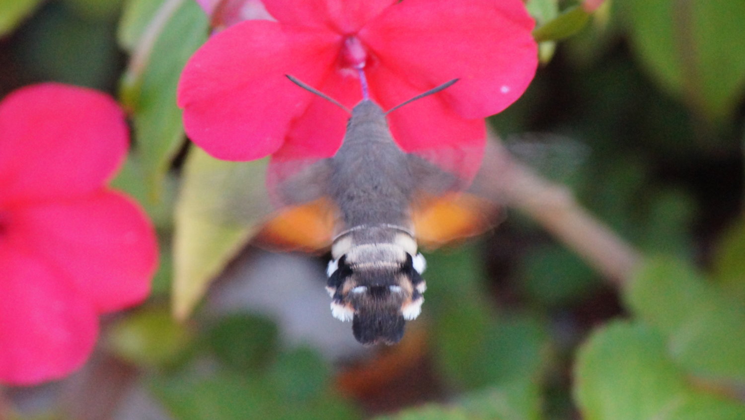 2018-09-07 -  Humming Bird Hawk Moth - Macroglossum stellatarum (4).JPG