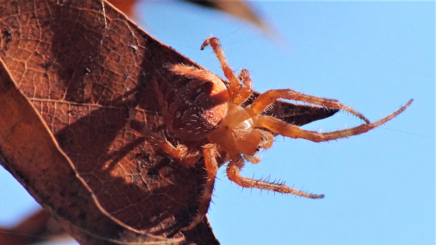 2018-09-11 Garden Diadem Spider  (1).JPG