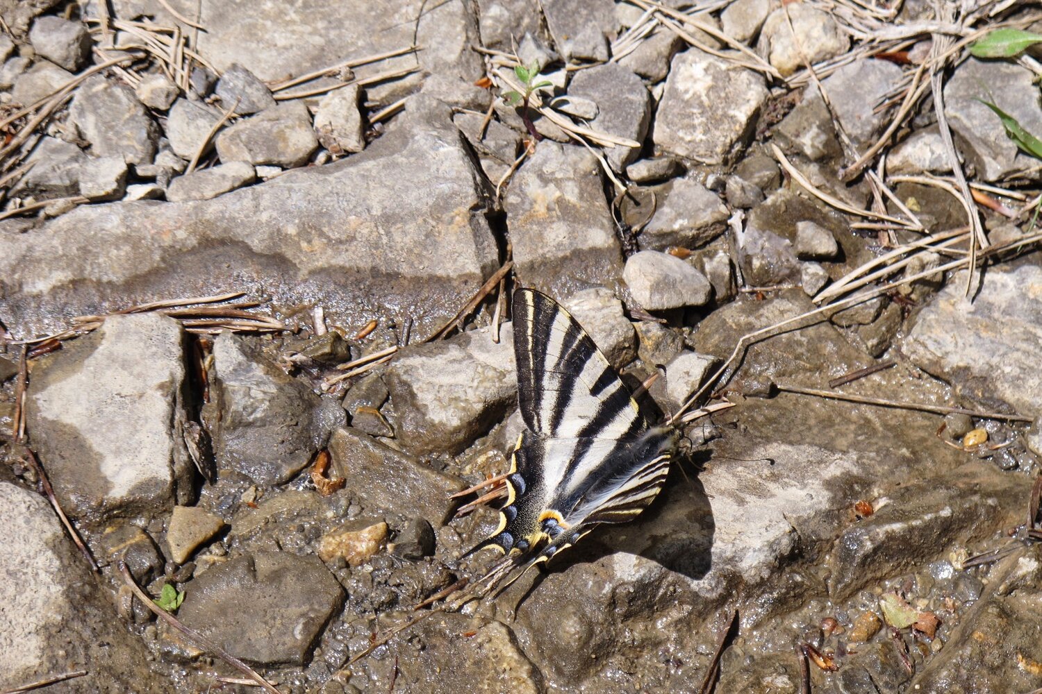 66 Scarce swallowtail, Anso valley.jpg