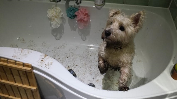 A bit muddy in bath. Jan 4 2016 (580x326).jpg