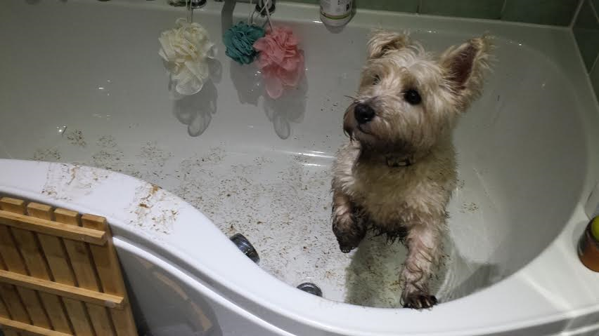 A bit muddy in bath. Jan 4 2016.png