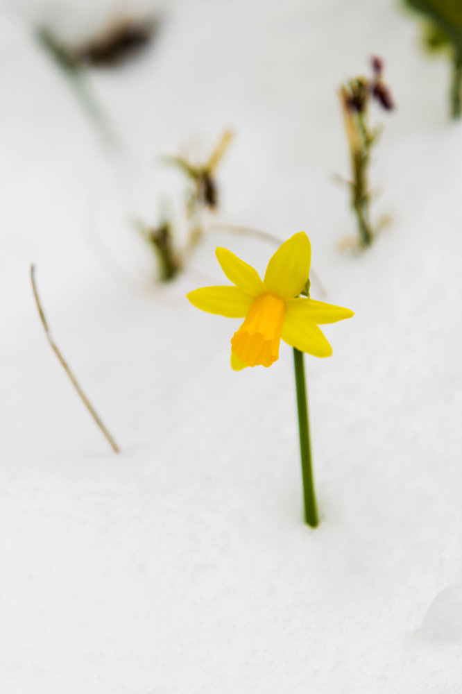a Daffodil Snow 1920.jpg