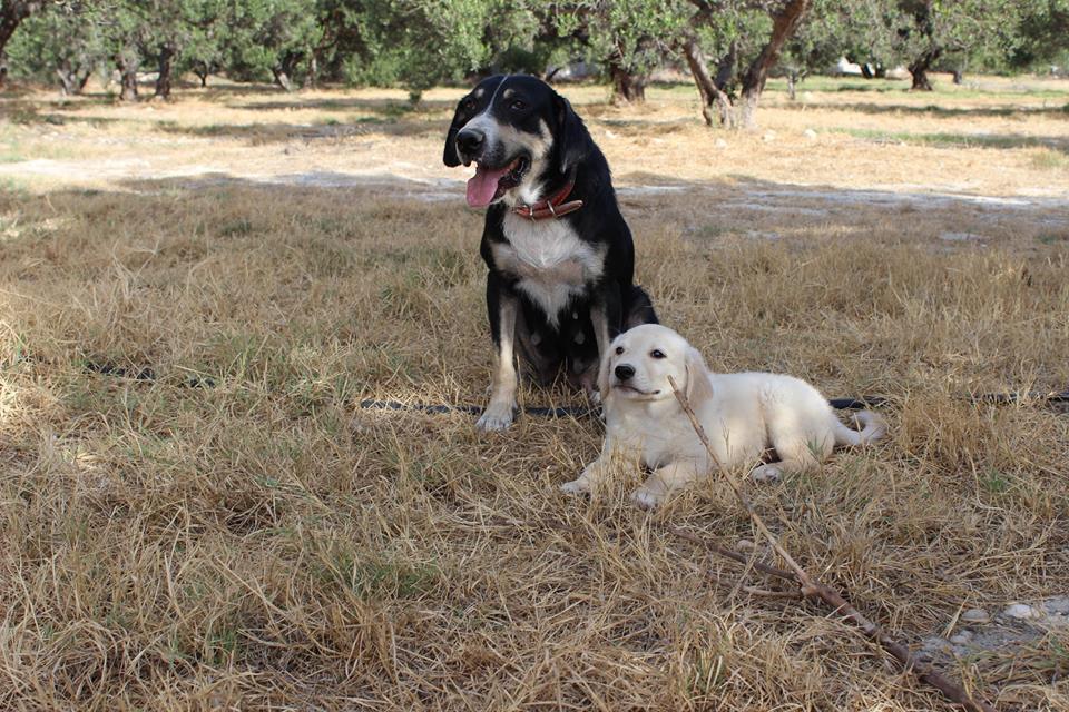 Agnes and Roly 2 in the garden.jpg