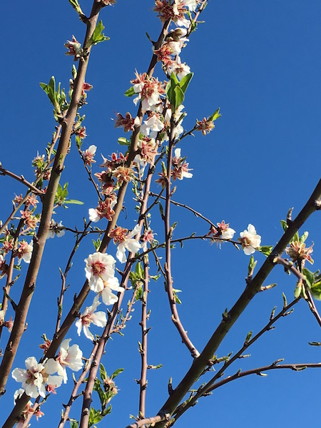 Almond blossom.jpg