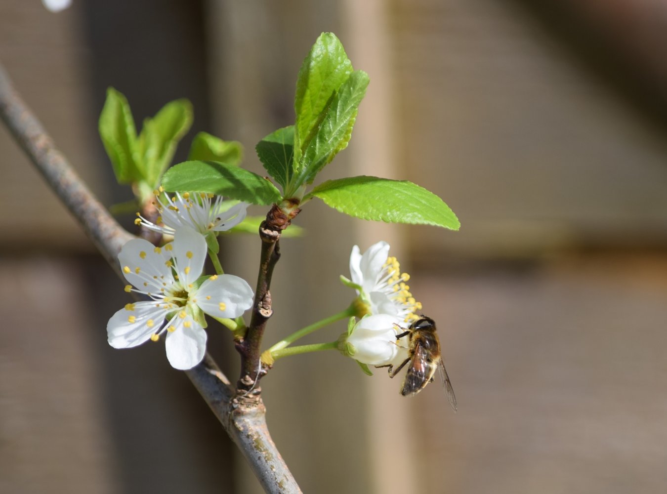 bee butterfly and blossom.JPG