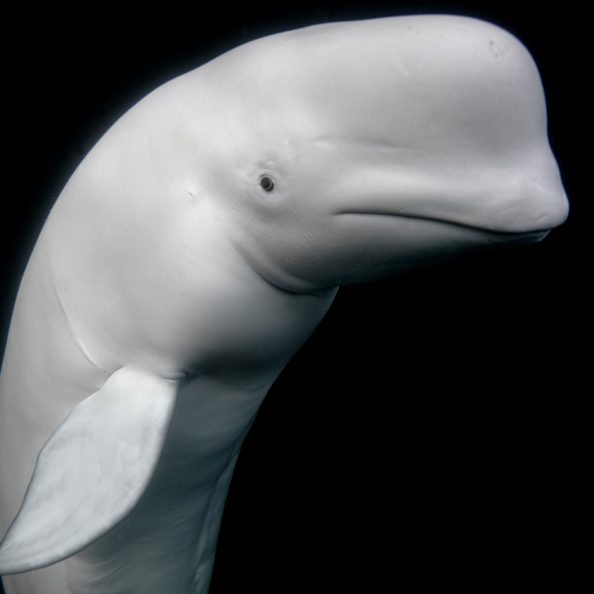 Beluga whale.jpg