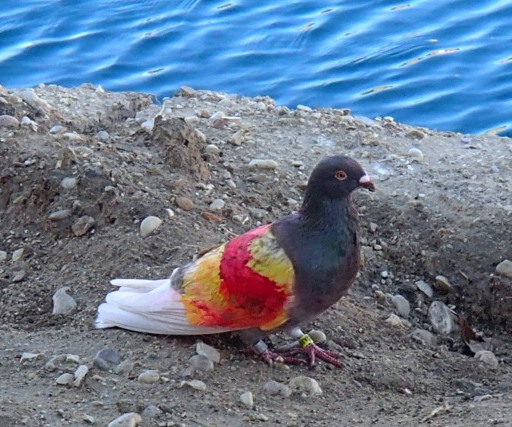 bird and beach (2).JPG