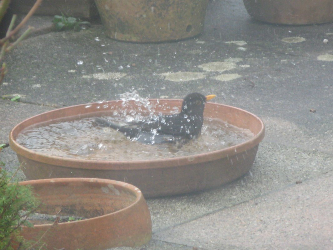 blackbird bath.JPG
