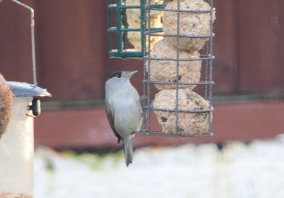 blackcap.JPG