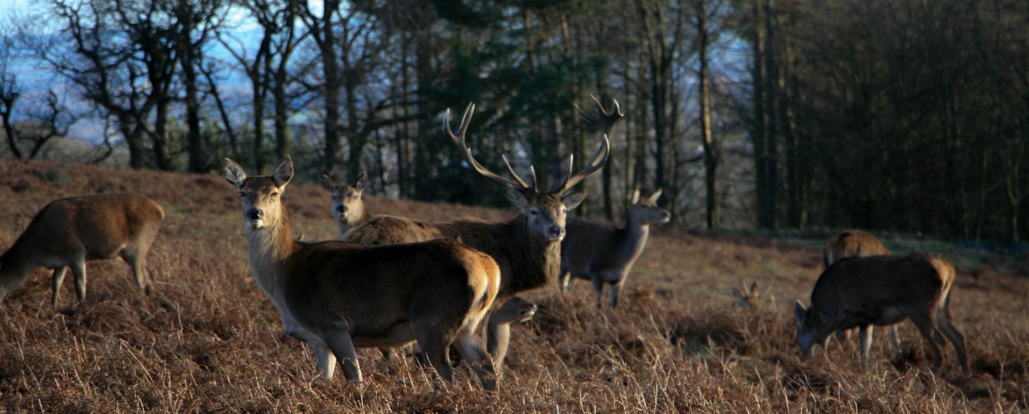 Bradgate Park deer.jpg