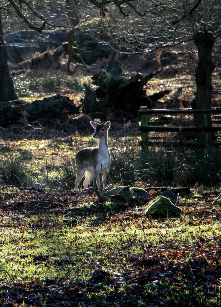 Bradgate Park deer2.jpg