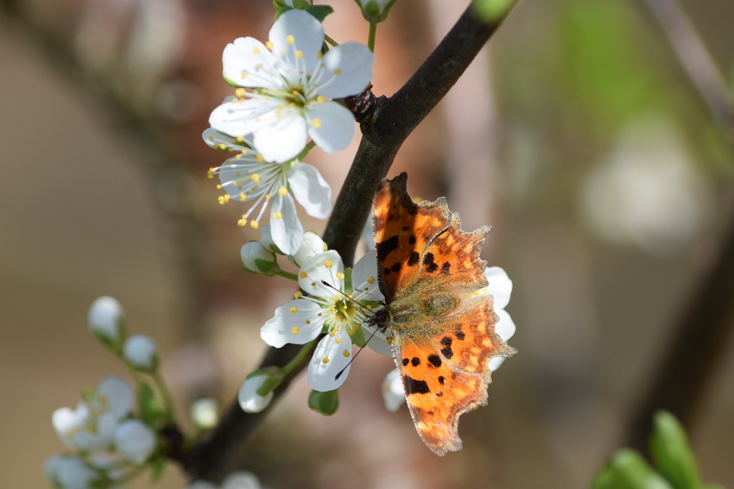 butterfly and bee and blossom (1).JPG
