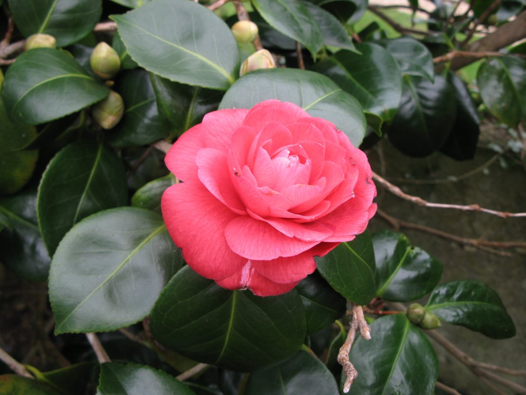 camellia.JPG