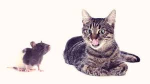 cat n mouse.jpg