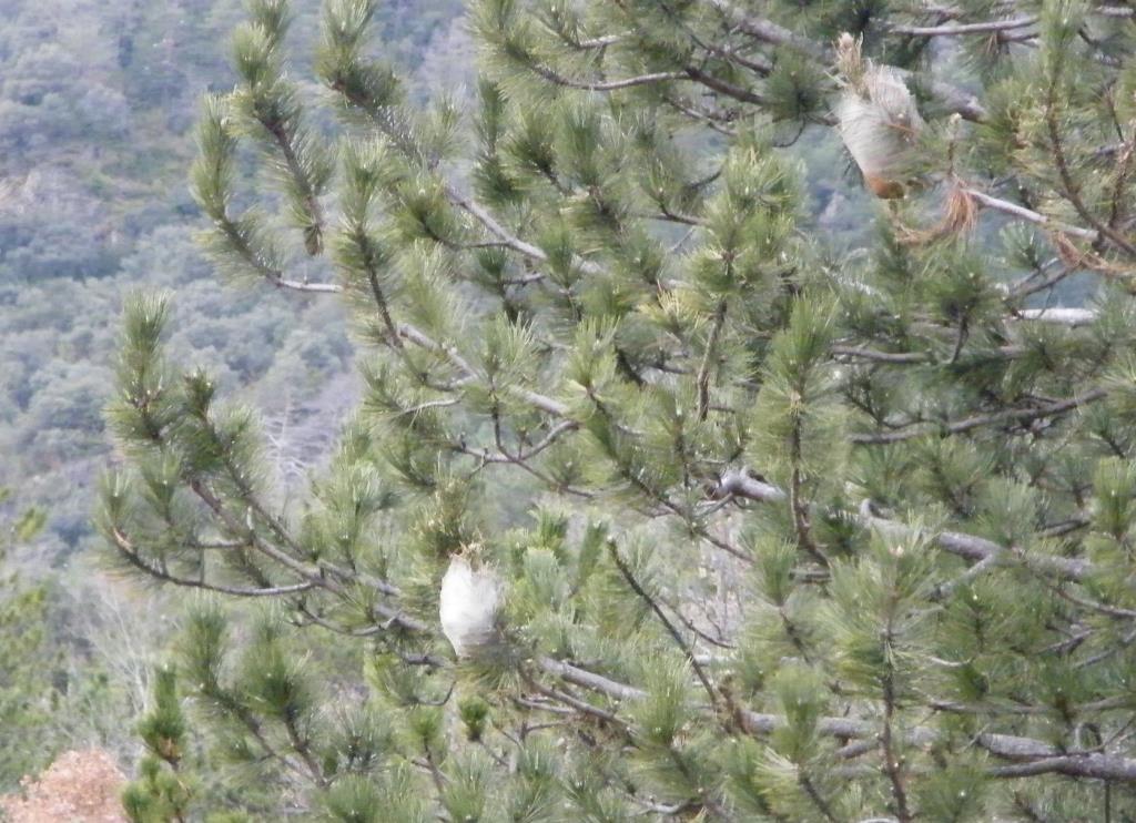 caterpillar 'nest'.jpg