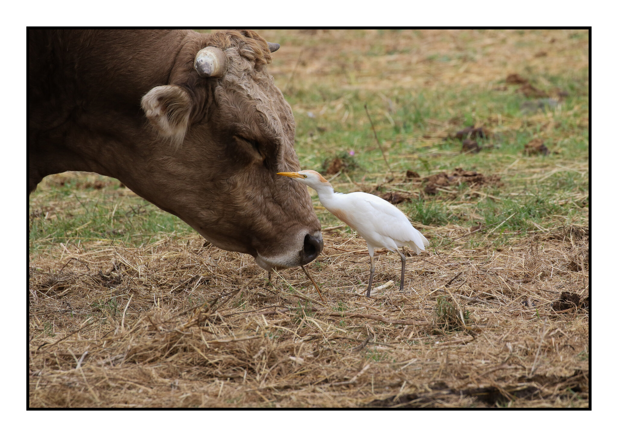 Cattle Egret with bovine.jpg