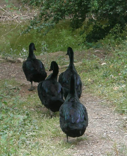 cayuga ducklings nearly full grown.jpg