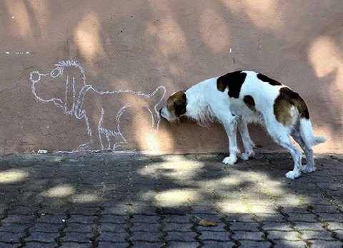 Chalk 'n sniffing (480x348).jpg