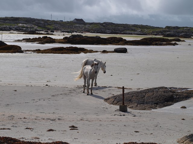 Connemara ponies.jpg