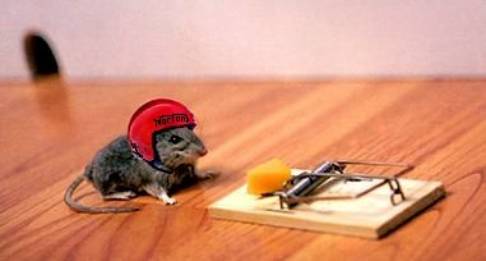 Crafty mouse.jpg
