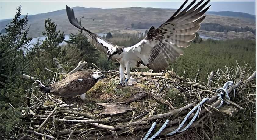 Dalmellington Ospreys..jpg