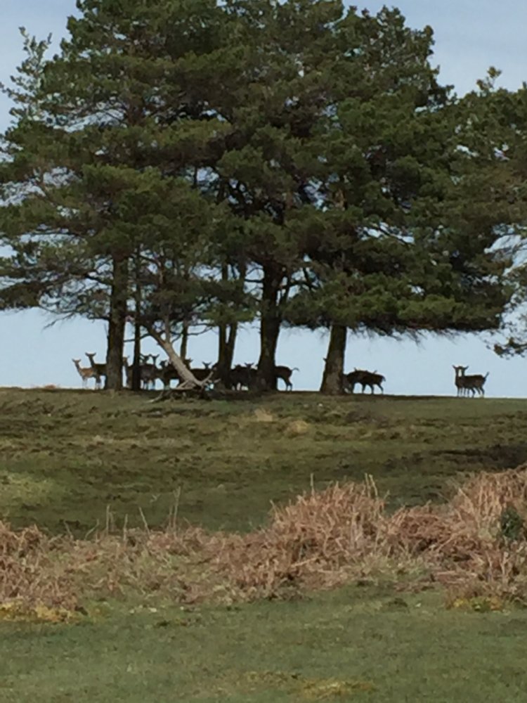 Deer at Oknell.JPG